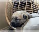 Small Photo #2 Schnu Puppy For Sale in TEMPLE, TX, USA