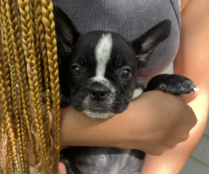 American Bully Puppy for sale in NEW BEDFORD, MA, USA