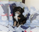 Small Photo #12 Bernedoodle (Miniature) Puppy For Sale in MILWAUKEE, WI, USA