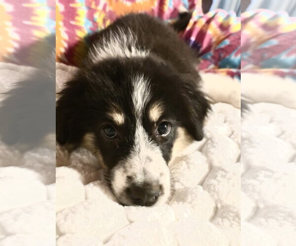 Medium Photo #4 Great Pyrenees Puppy For Sale in Spring, TX, USA