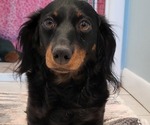 Small Photo #1 Dachshund Puppy For Sale in MATTITUCK, NY, USA