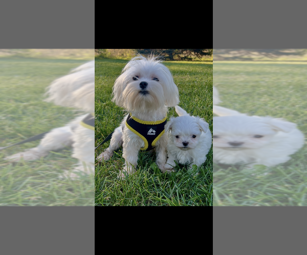 Medium Photo #1 Maltese Puppy For Sale in NILES, MI, USA