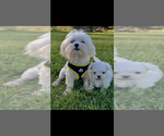 Small Photo #1 Maltese Puppy For Sale in NILES, MI, USA