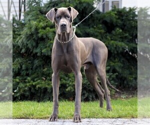 Father of the Great Dane puppies born on 05/02/2020