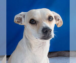 Chihuahua Dogs for adoption in Pasadena, CA, USA