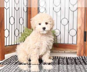 Poochon Puppy for sale in NAPLES, FL, USA