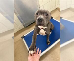 American Pit Bull Terrier Dogs for adoption in Derwood, MD, USA