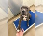 Small American Pit Bull Terrier