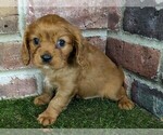 Small #9 Cavalier King Charles Spaniel