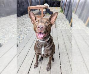 Australian Kelpie-Unknown Mix Dogs for adoption in Frisco, CO, USA