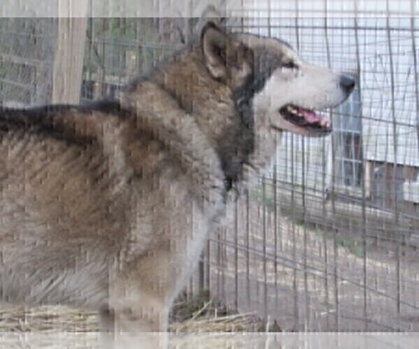 Medium Photo #1 Wolf Hybrid Puppy For Sale in BECKLEY, WV, USA