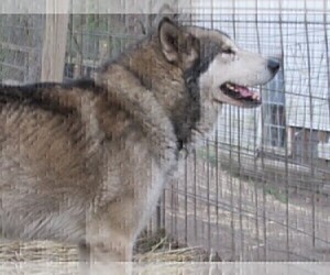 Father of the Wolf Hybrid puppies born on 12/03/2025