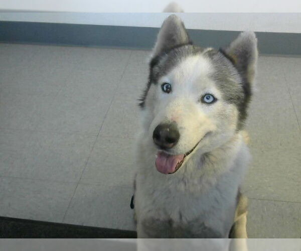 Medium Photo #1 Siberian Husky Puppy For Sale in Big Bear City, CA, USA