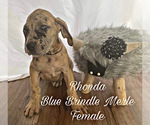 Small Photo #1 Great Dane Puppy For Sale in SALTVILLE, VA, USA