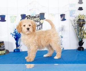 Goldendoodle Puppy for sale in MOUNT VERNON, OH, USA