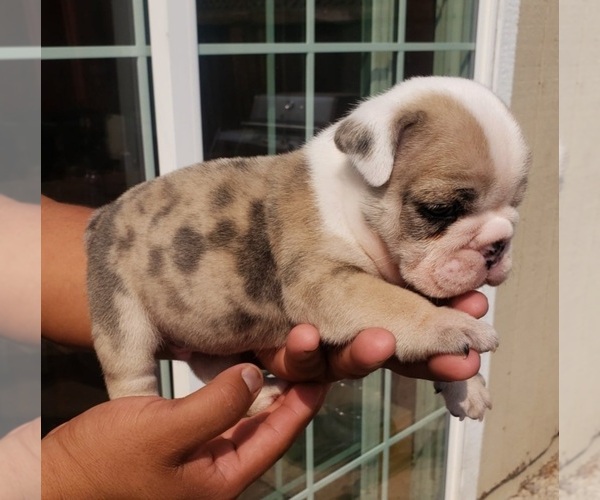 Medium Photo #1 English Bulldog Puppy For Sale in WOODLAND, CA, USA