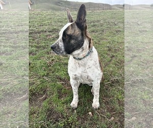 American Pit Bull Terrier-Unknown Mix Dogs for adoption in Polson, MT, USA