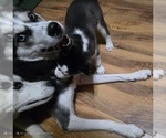 Small #12 Siberian Husky