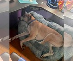 Small #1 Great Dane Mix