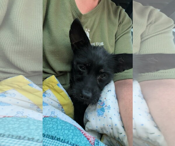 Medium Photo #2 Chihuahua-Unknown Mix Puppy For Sale in Grafton, WI, USA