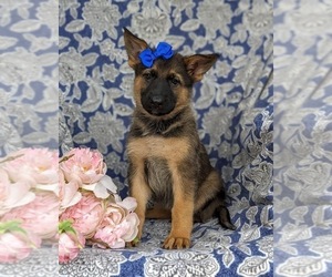 German Shepherd Dog Puppy for sale in ELKTON, MD, USA