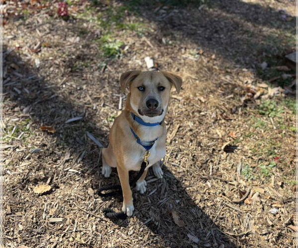 Medium Photo #29 Retriever -Unknown Mix Puppy For Sale in Rustburg, VA, USA