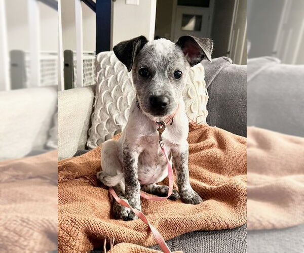 Medium Photo #4 Bluetick Coonhound-Unknown Mix Puppy For Sale in Springdale, PA, USA