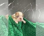 Small Photo #7 Boston Terrier Puppy For Sale in TULARE, CA, USA