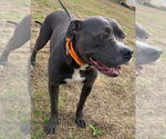 Small #8 American Pit Bull Terrier Mix