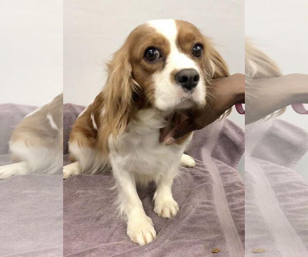 Medium Photo #3 Cavalier King Charles Spaniel Puppy For Sale in Lincolnwood, IL, USA