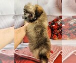 Small Photo #5 Poovanese Puppy For Sale in TECUMSEH, MI, USA