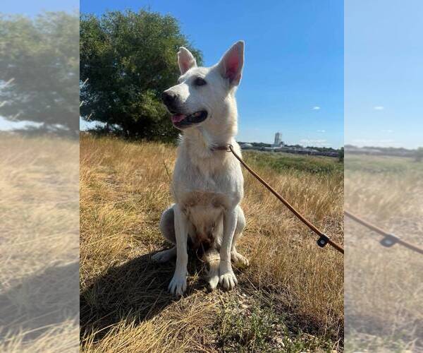 Medium Photo #3 Mutt Puppy For Sale in Calgary, Alberta, Canada