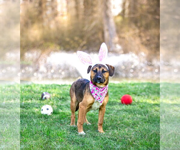 Medium Photo #8 Mutt Puppy For Sale in Unionville, PA, USA