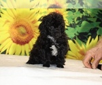 Jasper - Male Poodle (Toy) Puppy for Sale - Photo #27