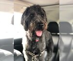 Small #11 Poodle (Standard)-Wirehaired Pointing Griffon Mix