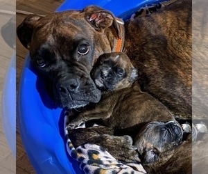 Mother of the Boxer puppies born on 12/27/2025
