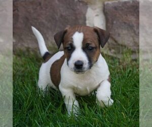 Jack Russell Terrier-Shih Tzu Mix Puppy for sale in EAST EARL, PA, USA