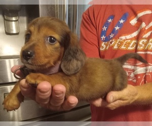 Dachshund Puppy for sale in HACKETT, AR, USA