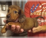 Image preview for Ad Listing. Nickname: Little Roy