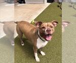 Small #2 American Pit Bull Terrier