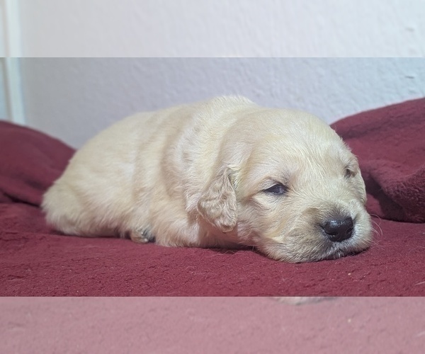 Medium Photo #5 Golden Retriever Puppy For Sale in MODESTO, CA, USA
