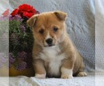 Small Photo #1 Pembroke Welsh Corgi Puppy For Sale in EPHRATA, PA, USA