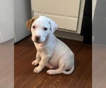 Small #28 Bullboxer Pit