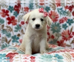 Anatolian Shepherd-Great Pyrenees Mix Puppy for sale in LAKELAND, FL, USA