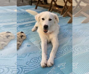 Nelly - Female Great Pyrenees Dog for Adoption - Photo #6