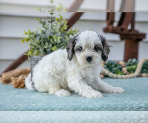 Medium Cavapoo