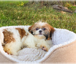 Small #2 Shih Tzu