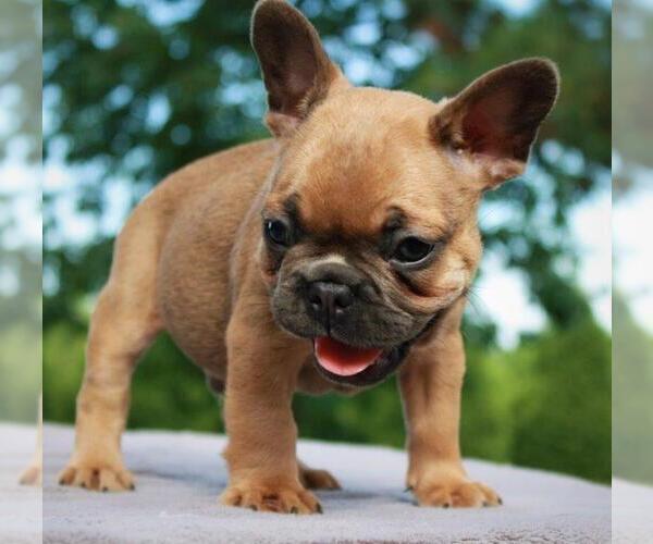 Medium Photo #1 French Bulldog Puppy For Sale in JACKSON, GA, USA