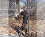 Small Photo #5 Labrador Retriever-Unknown Mix Puppy For Sale in Albemarle, NC, USA