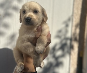 Golden Retriever Puppy for sale in LOS ANGELES, CA, USA